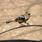 crested barbet