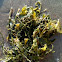 Caulerpa prolifera Lamouroux