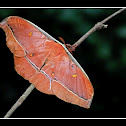 Tassar Silk Moth
