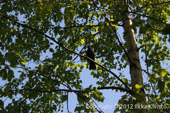 Spotting Image 1