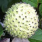 Datura Pod