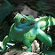 Green Basilisk