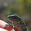 Painted Lizard