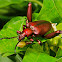 Frog-legged Leaf Beetle