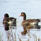 White-fronted Goose