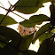 Flor de cera