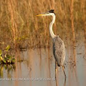 White-necked heron