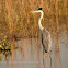 White-necked heron
