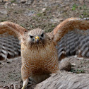Red Shouldered Hawk