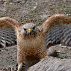 Red Shouldered Hawk