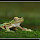 Reptiles & Amphibians of the Western Ghats