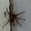 Wood Spider
