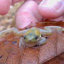 Squirrel Treefrog