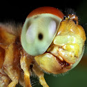 Eastern Amberwing Dragonfly
