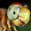 Eastern Amberwing Dragonfly