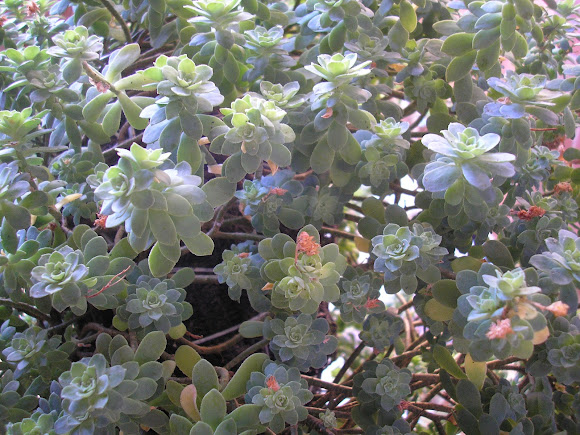 Spotting Image 1