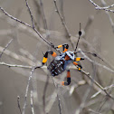 Giant Mesquite Bug
