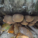 Little Brown Collybia