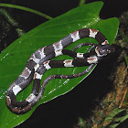 Taylor's snail-eater