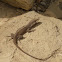 Green Anole