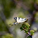 Scarce Swallowtail