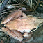 Wood Frog