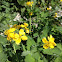 Greater Celandine, Schöllkraut