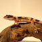 Leopardgecko