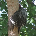 Red-bellied woodpecker