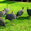 Guinea Fowl