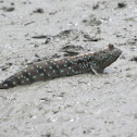 Blue-spotted mudskipper