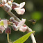 Yucatan native bee