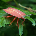 Shield Bug