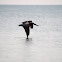 Brown Pelican