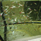 Neon Tetras