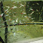 Neon Tetras