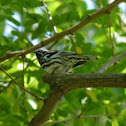 Black and White Warbler