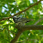Black and White Warbler