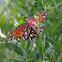 Gulf Fritillary