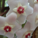 Hoya carnosa