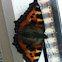 Small Tortoiseshell
