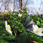 Unknown spotting