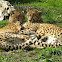 Cheetah