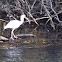 White Ibis