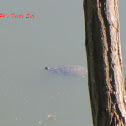 Red Eared Sliders