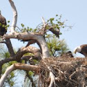 Bald Eagles