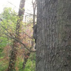 Grey squirrel