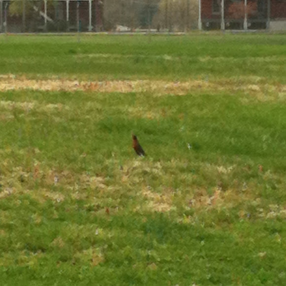Spotting Image 1