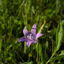 Spreading Bellflower