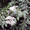 American Elderberry